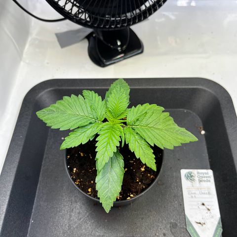 Blue Cheese growlog timeline photo