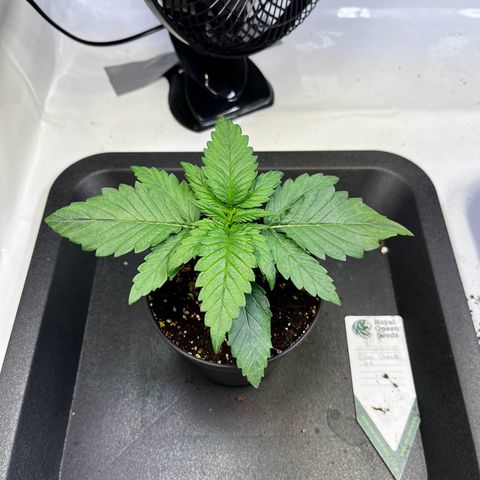 Blue Cheese growlog timeline photo