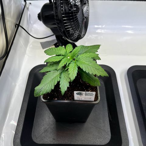 Blue Cheese growlog timeline photo