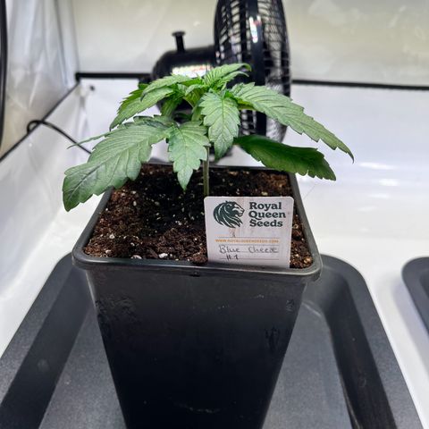 Blue Cheese growlog timeline photo