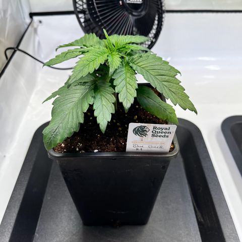 Blue Cheese growlog timeline photo