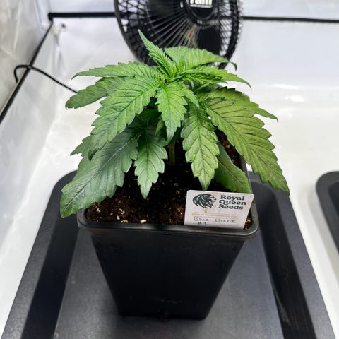 Blue Cheese growlog timeline photo