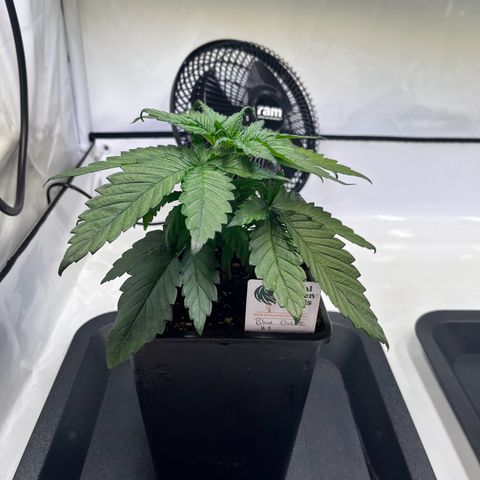 Blue Cheese growlog timeline photo