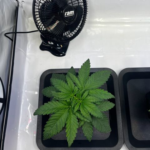 Blue Cheese growlog timeline photo
