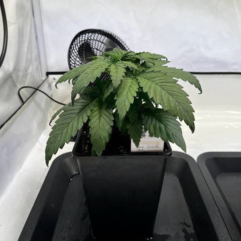 Blue Cheese growlog timeline photo