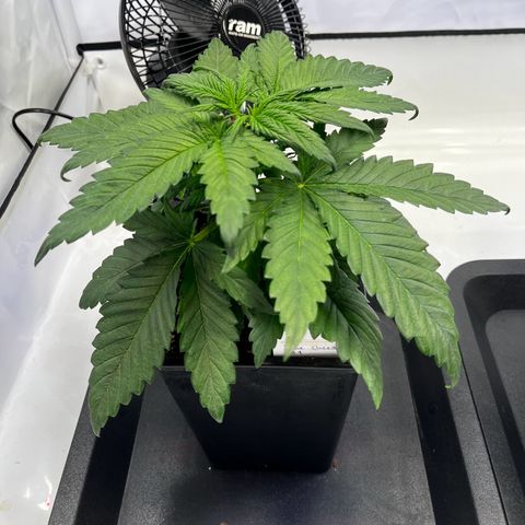 Blue Cheese growlog timeline photo