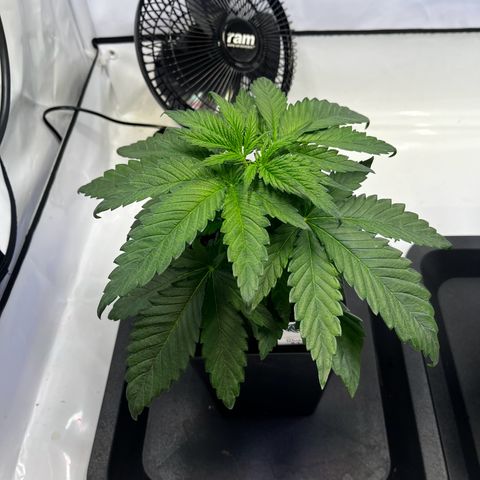 Blue Cheese growlog timeline photo