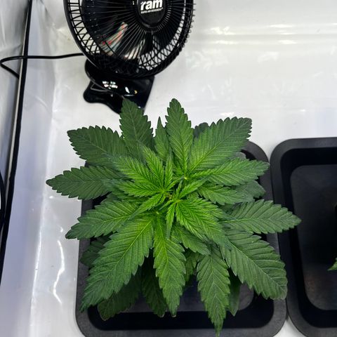 Blue Cheese growlog timeline photo