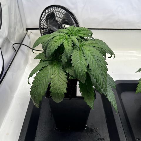 Blue Cheese growlog timeline photo
