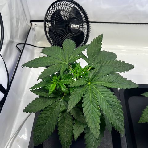 Blue Cheese growlog timeline photo