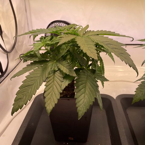 Blue Cheese growlog timeline photo