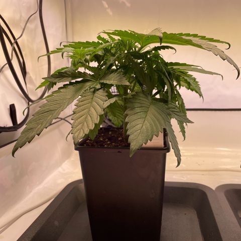 Blue Cheese growlog timeline photo