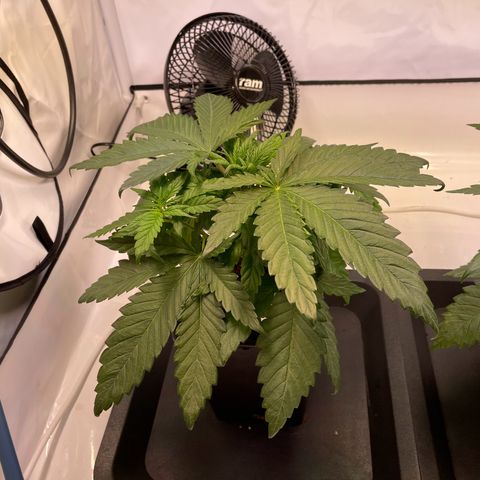 Blue Cheese growlog timeline photo