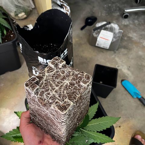 Blue Cheese growlog timeline photo