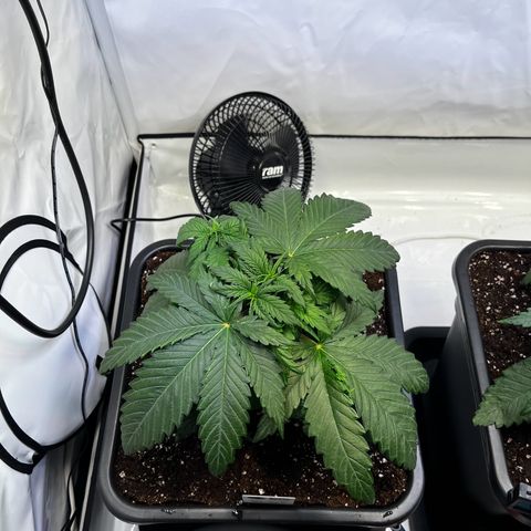 Blue Cheese growlog timeline photo
