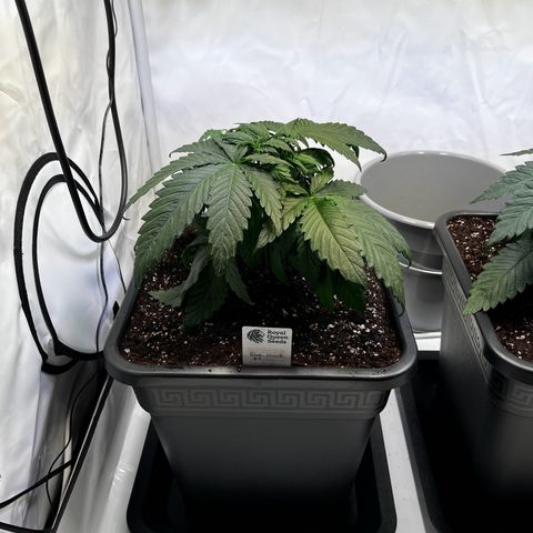 Blue Cheese growlog timeline photo