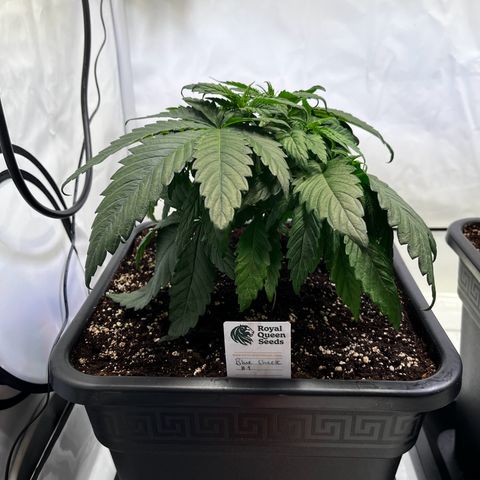 Blue Cheese growlog timeline photo