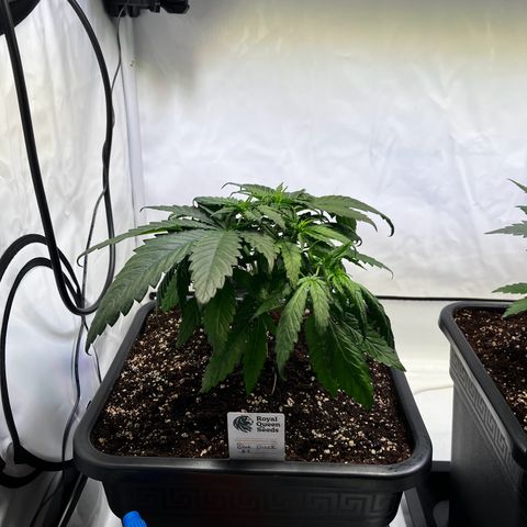 Blue Cheese growlog timeline photo