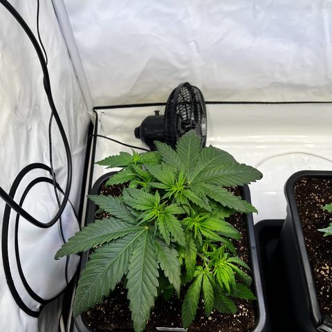 Blue Cheese growlog timeline photo