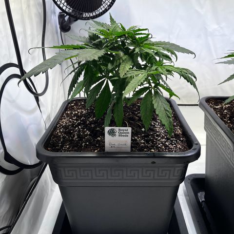 Blue Cheese growlog timeline photo