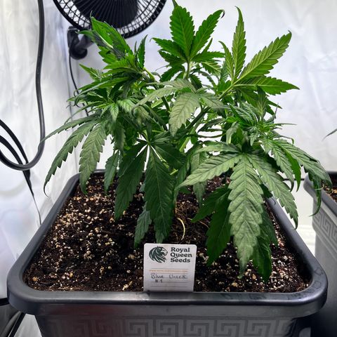 Blue Cheese growlog timeline photo