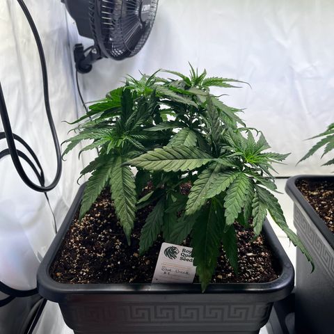 Blue Cheese growlog timeline photo