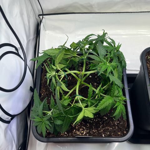 Blue Cheese growlog timeline photo