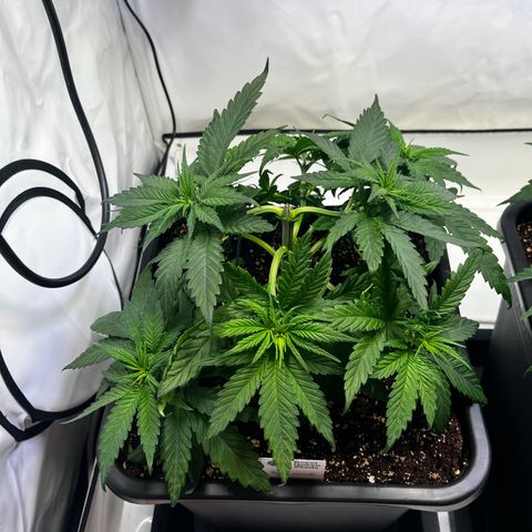 Blue Cheese growlog timeline photo