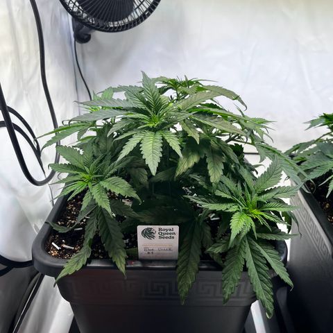 Blue Cheese growlog timeline photo