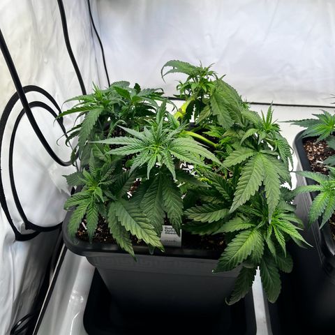 Blue Cheese growlog timeline photo