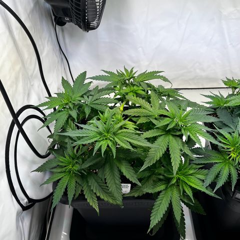 Blue Cheese growlog timeline photo