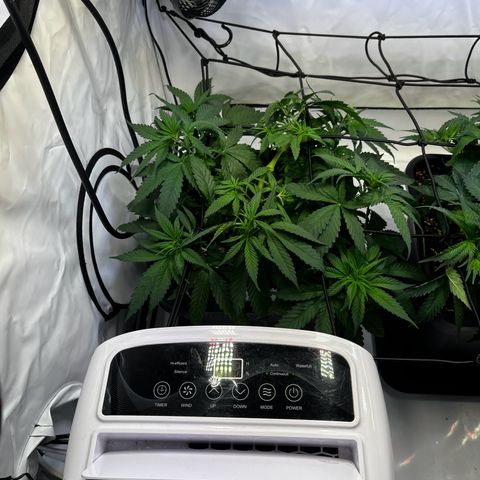Blue Cheese growlog timeline photo