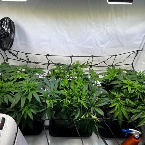 Blue Cheese growlog timeline photo