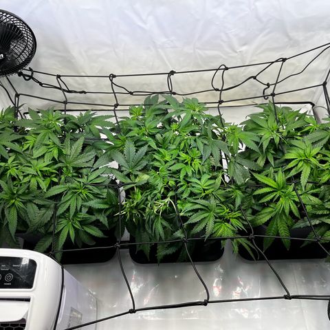 Blue Cheese growlog timeline photo