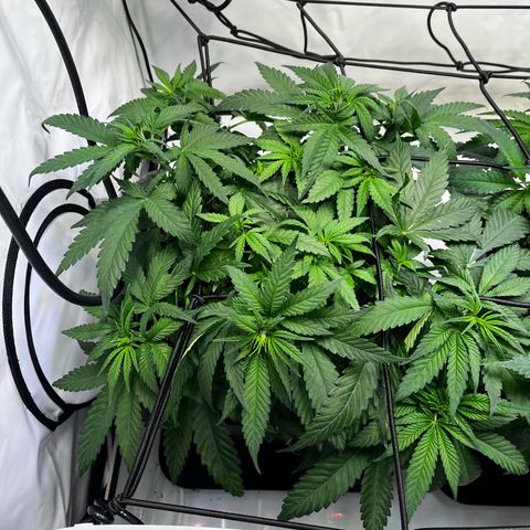 Blue Cheese growlog timeline photo