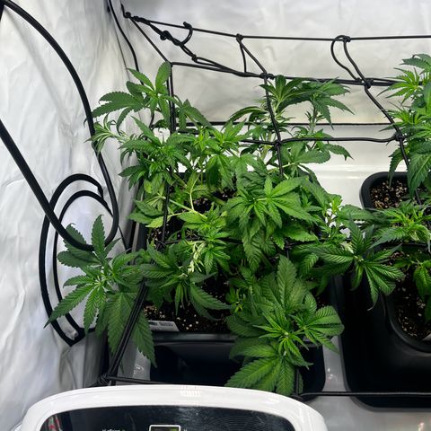 Blue Cheese growlog timeline photo