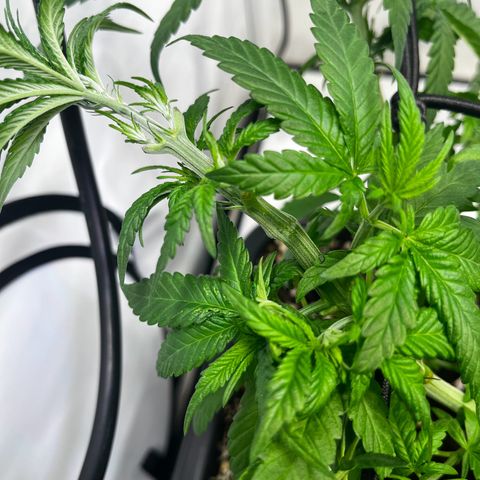 Blue Cheese growlog timeline photo