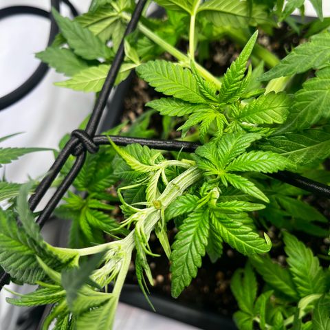 Blue Cheese growlog timeline photo
