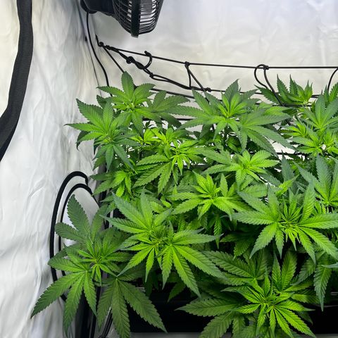 Blue Cheese growlog timeline photo