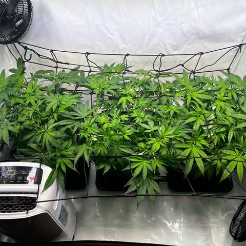 Blue Cheese growlog timeline photo