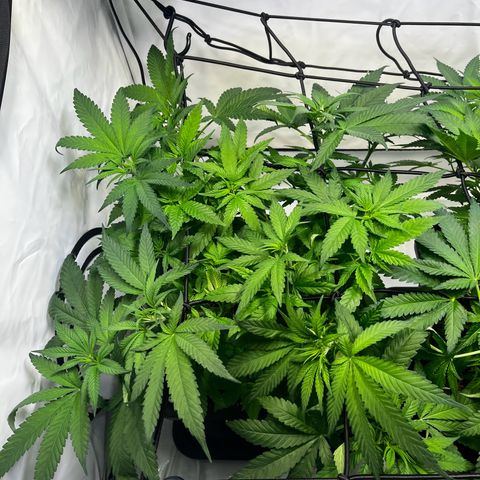 Blue Cheese growlog timeline photo