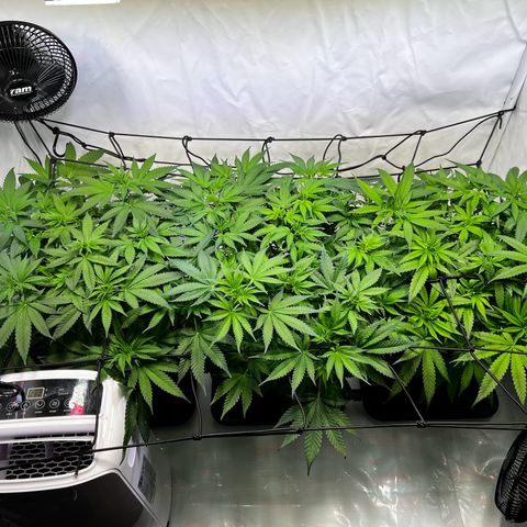 Blue Cheese growlog timeline photo