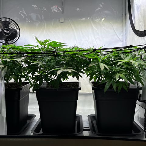 Blue Cheese growlog timeline photo