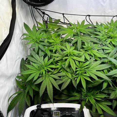 Blue Cheese growlog timeline photo