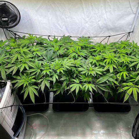 Blue Cheese growlog timeline photo