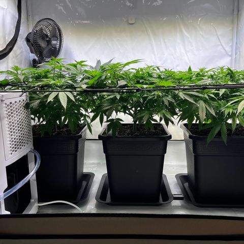 Blue Cheese growlog timeline photo