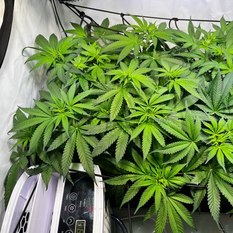 Blue Cheese growlog timeline photo