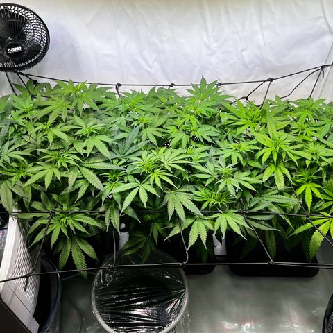 Blue Cheese growlog timeline photo
