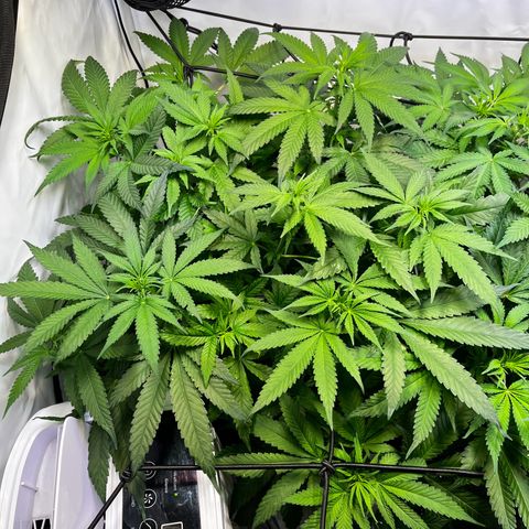 Blue Cheese growlog timeline photo