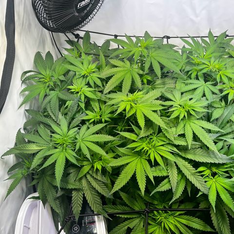 Blue Cheese growlog timeline photo